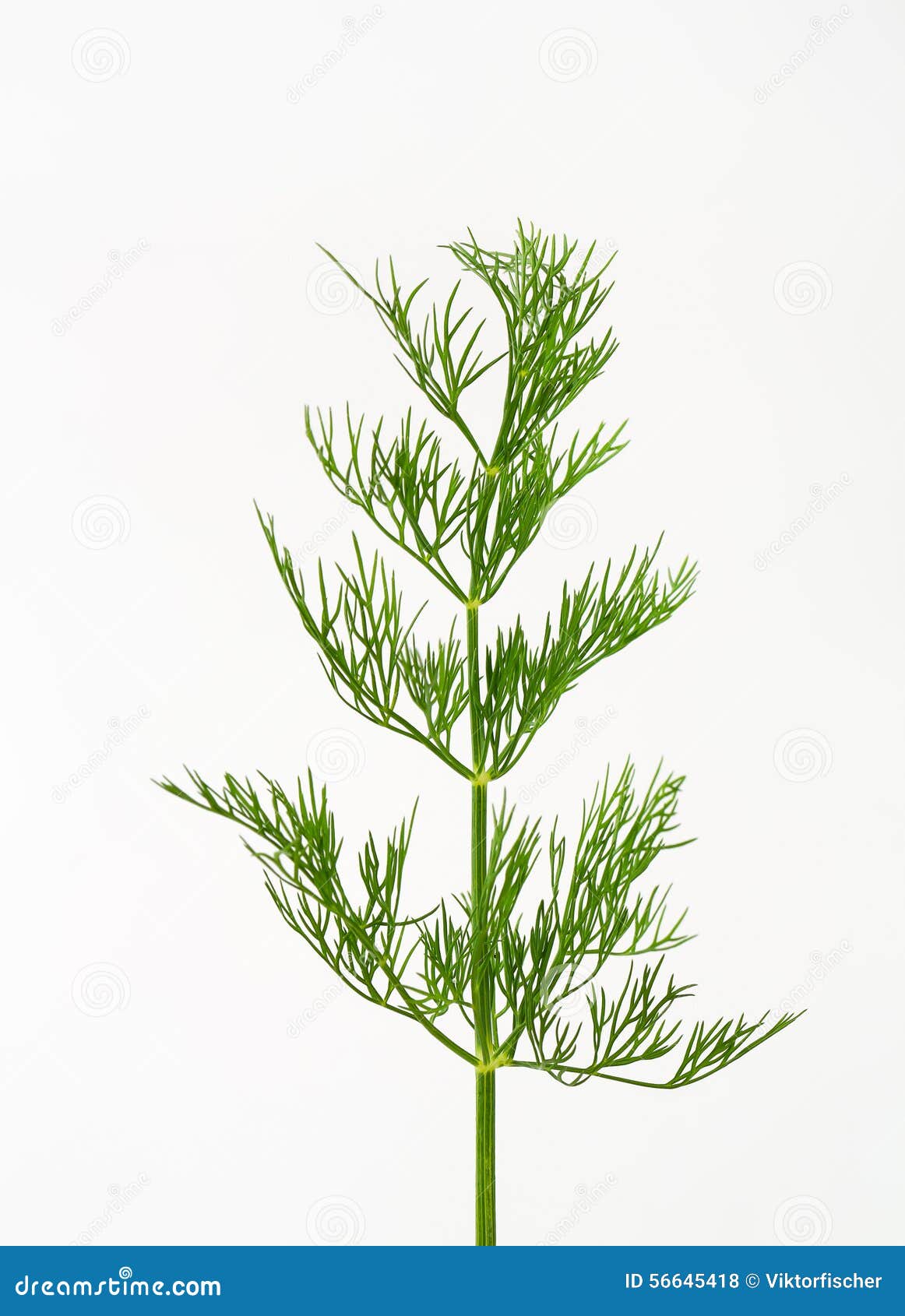 Fresh dill weed stock photo. Image of ingredient, leaves 56645418