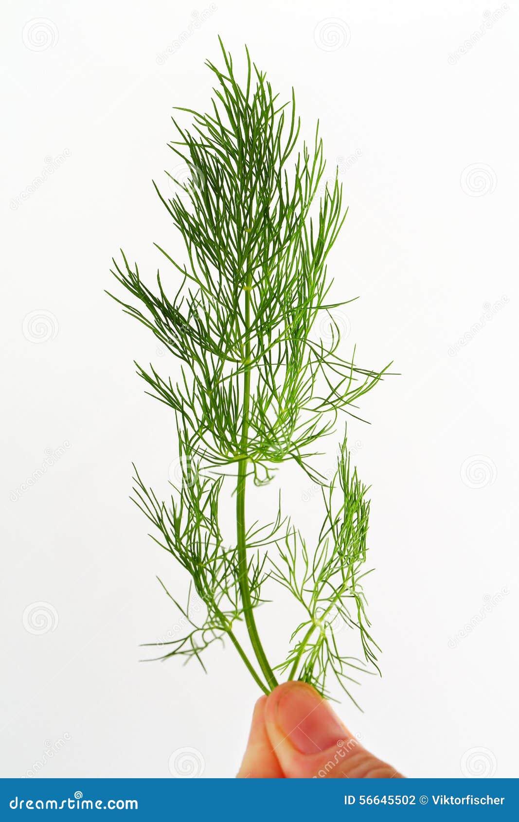 Fresh dill weed stock photo. Image of culinary, ingredient 56645502