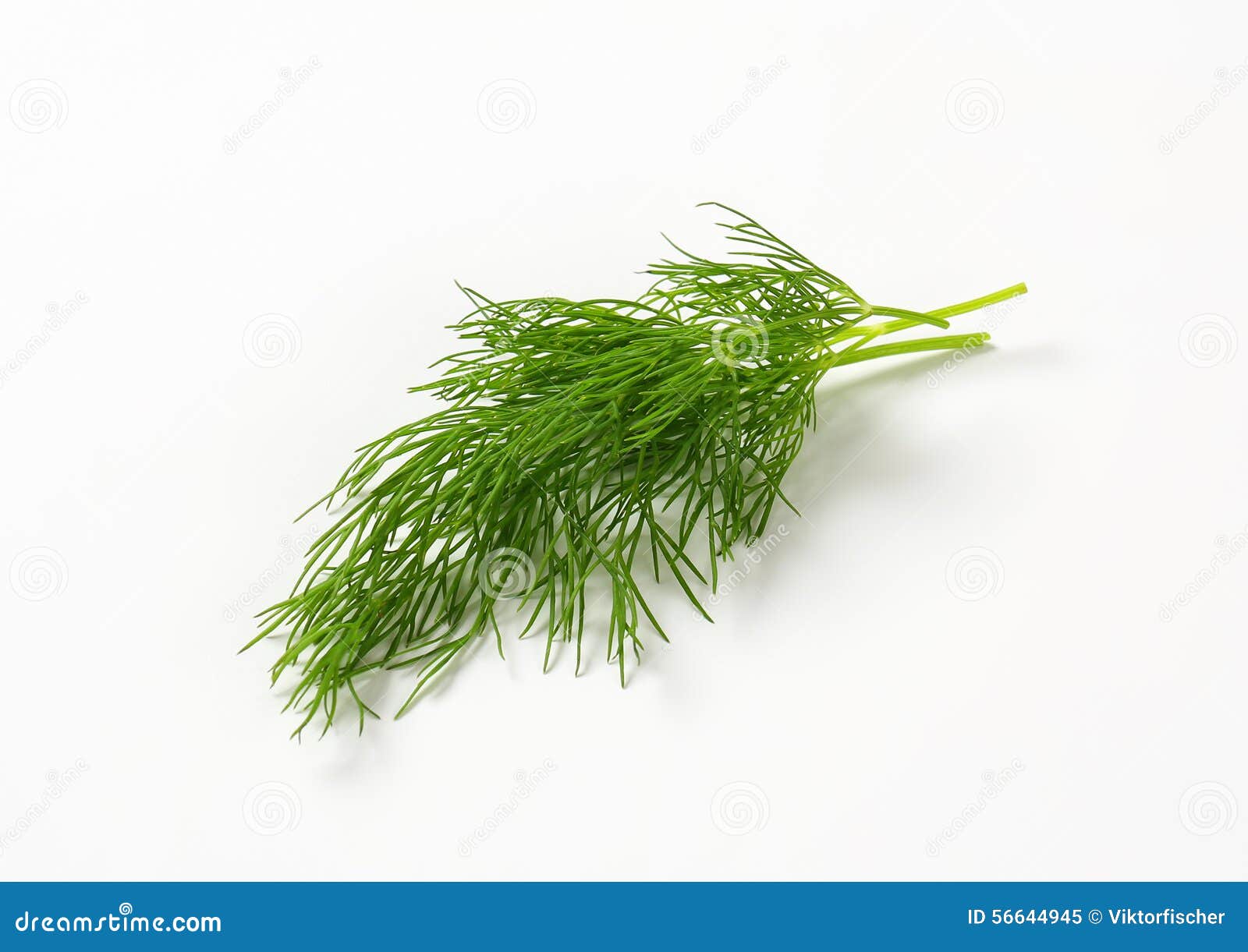 Fresh dill weed stock image. Image of green, herb, plant 56644945