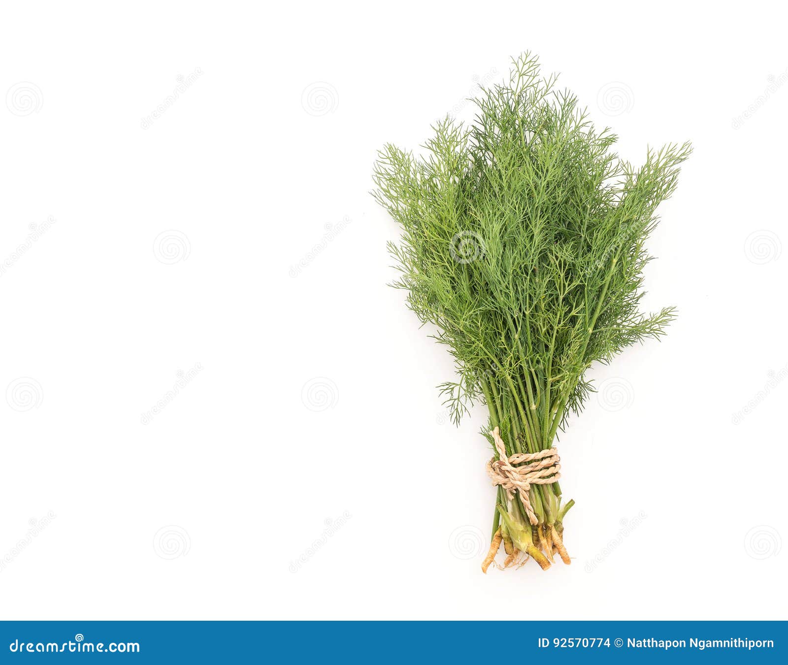Fresh Dill Weed on white stock illustration. Illustration of background