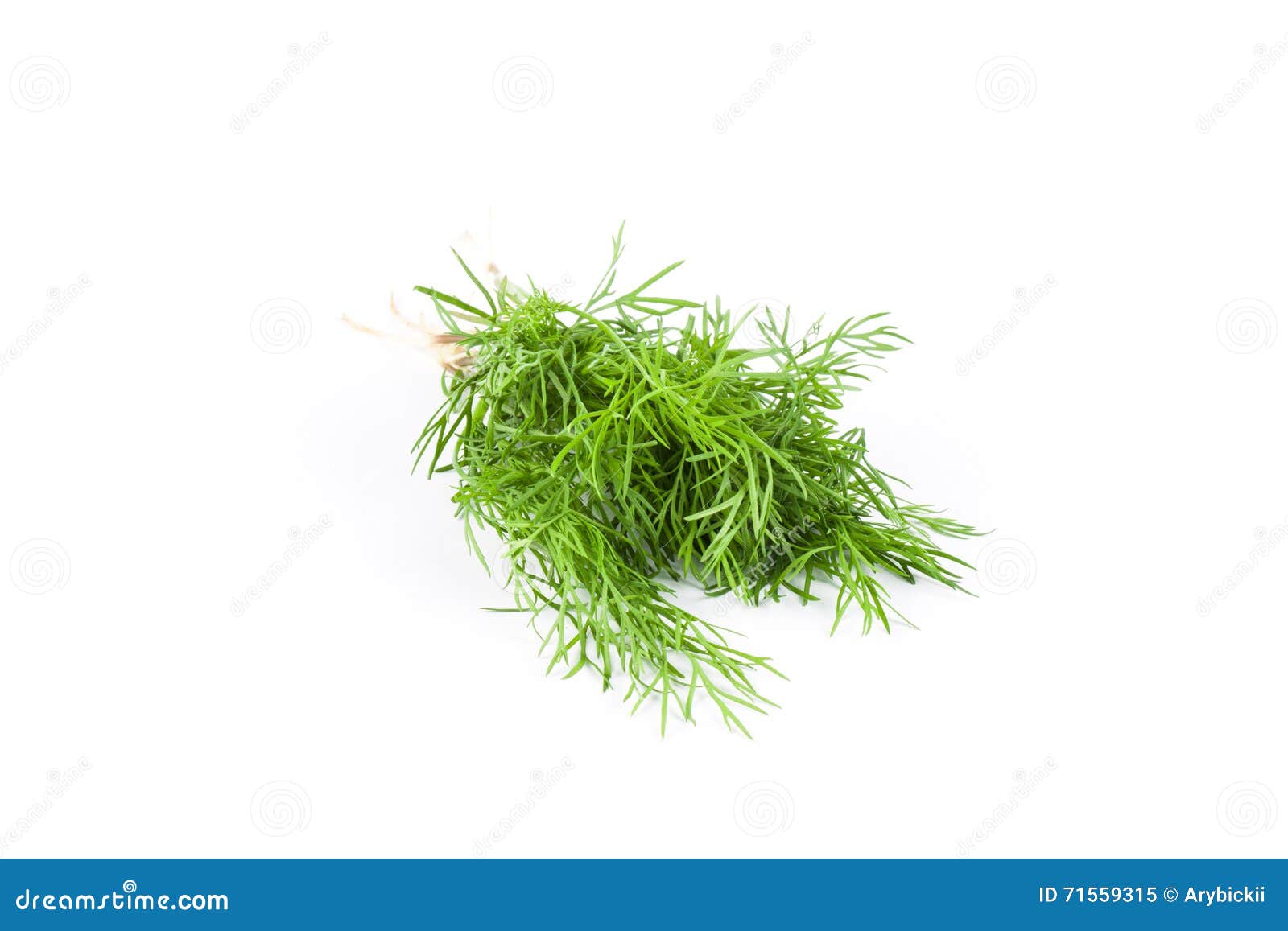 Fresh dill on white stock image. Image of herb, dill 71559315