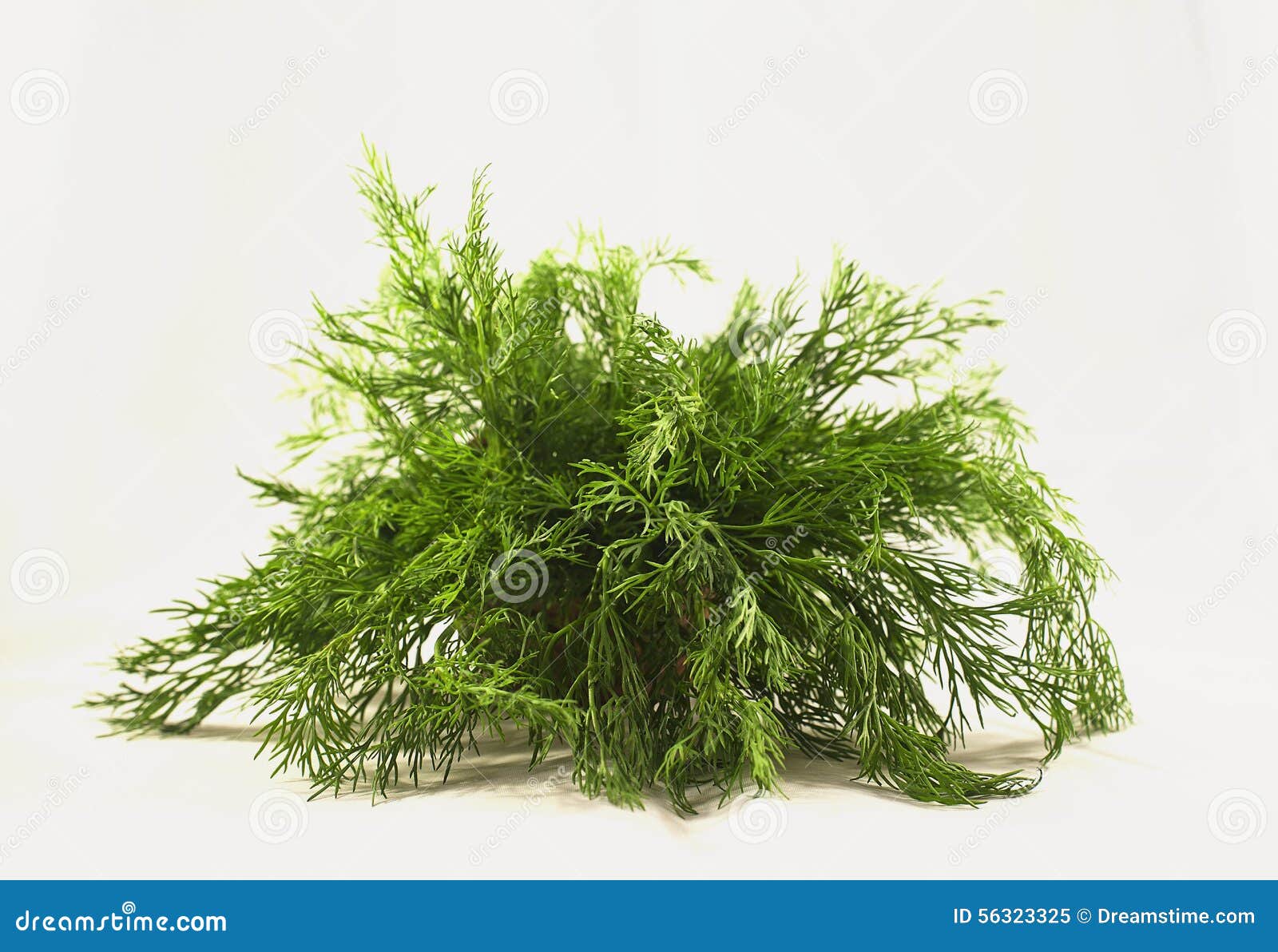 Fresh Dill on White Background Stock Image Image of fresh, healthy