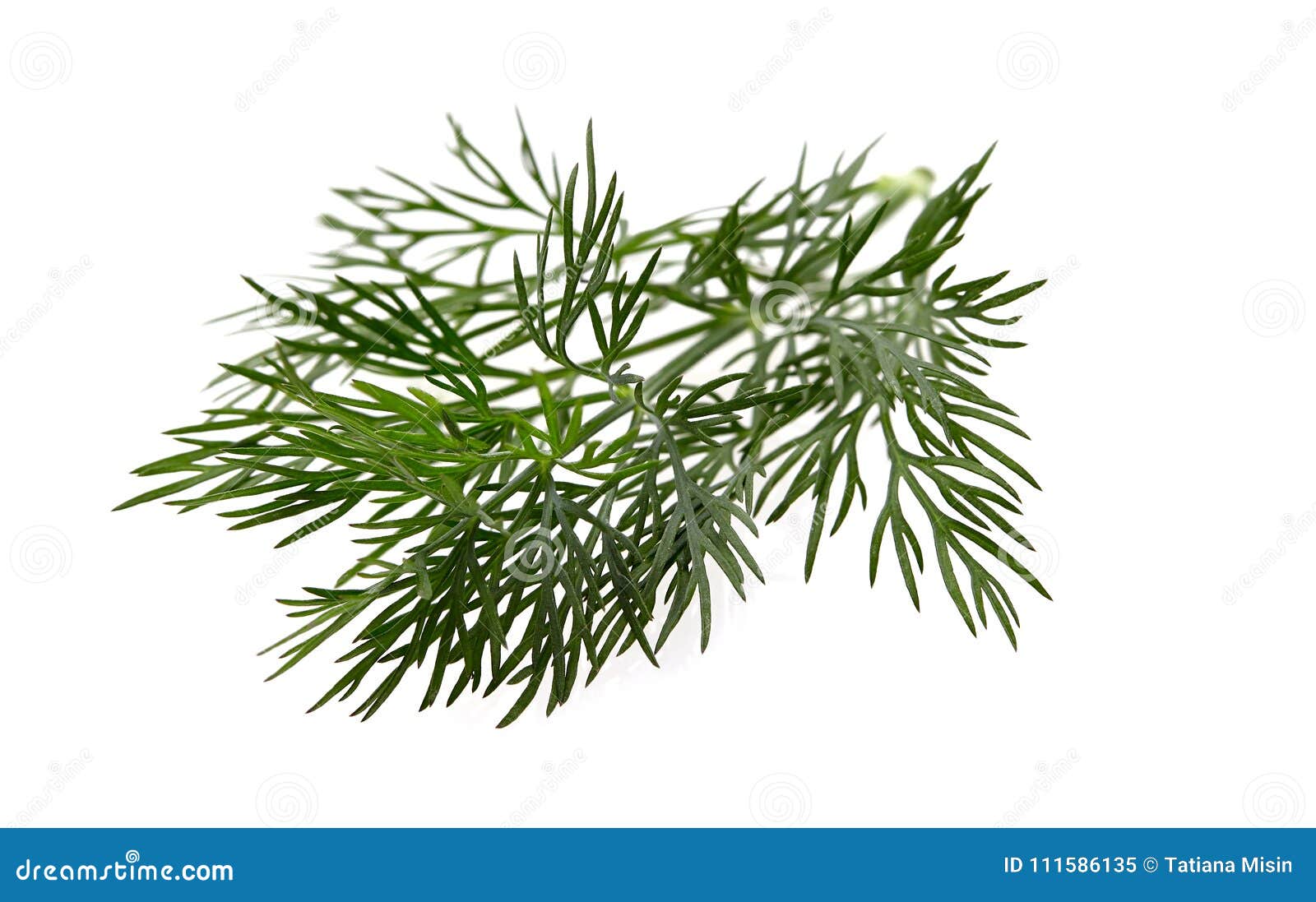 fresh dill on wite background