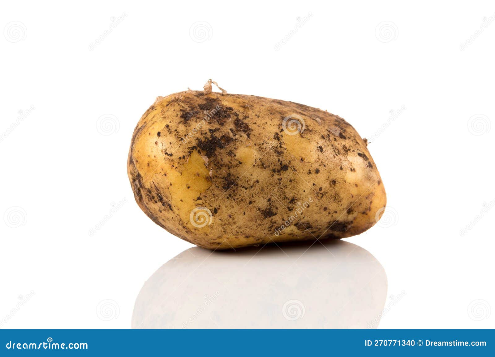 Dirty Potato Isolated on White Background Stock Photo Image of root