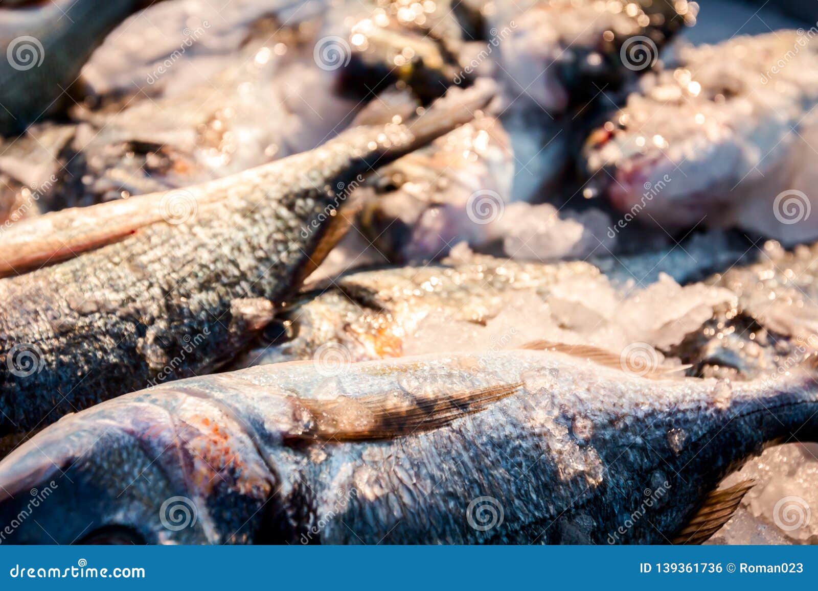 Fresh Dorado Fish on Ice at Outdoor Fish Flea Market Stock Photo ...