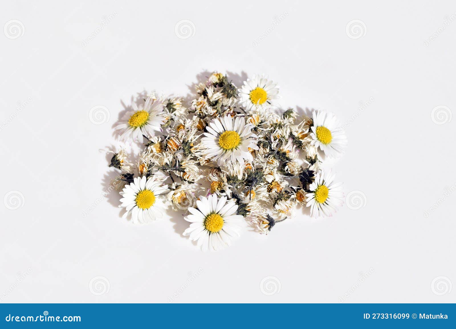 Fresh and Dried Daisy Flowers (Bellis Perennis) on White Background Stock  Image - Image of herbaceous, healthy: 273316099