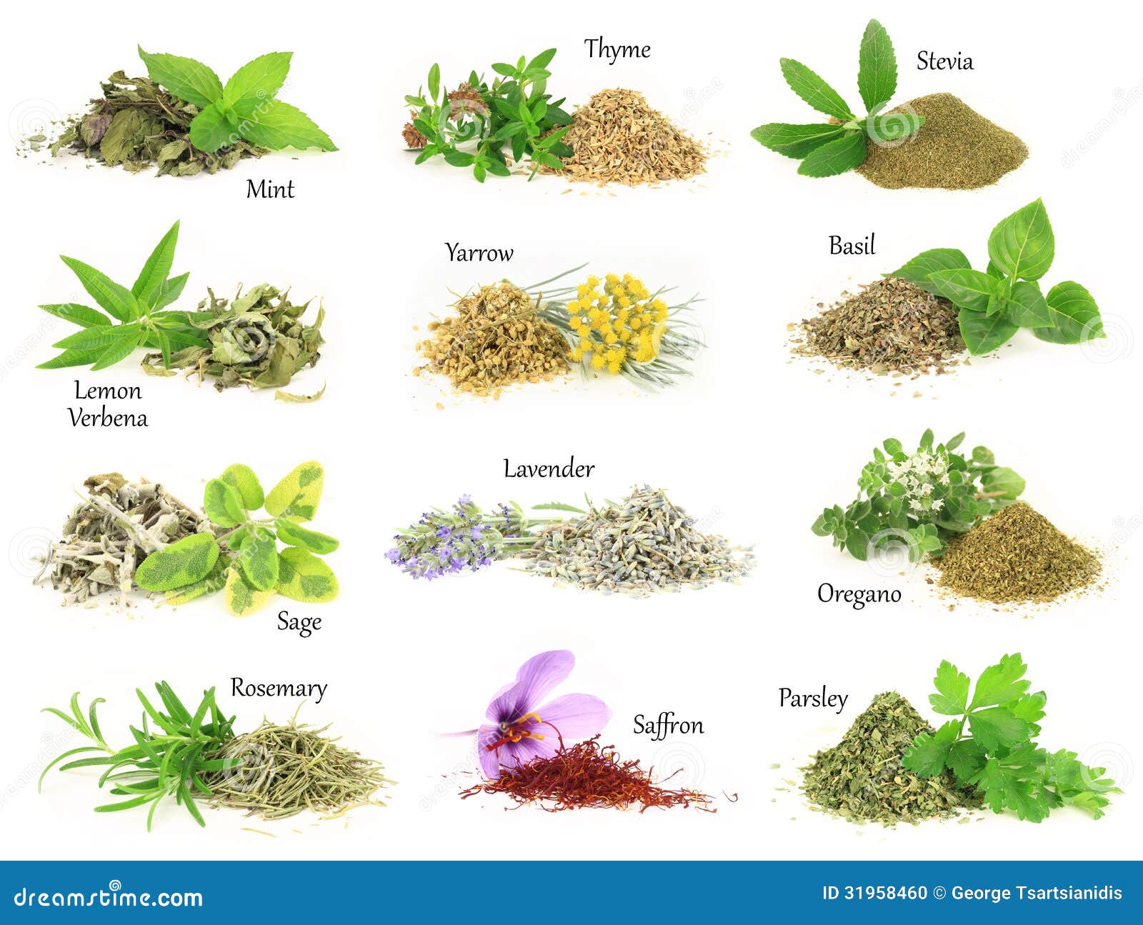 Herbs Royalty-Free Stock Photo | CartoonDealer.com #3088275