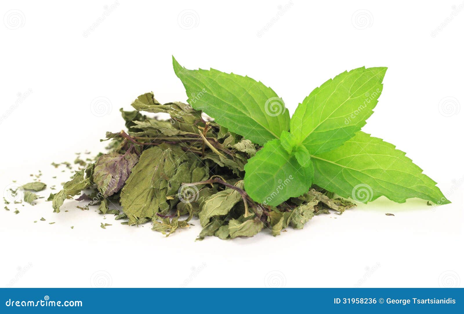 Fresh and dry peppermint stock photo. Image of scented 31958236