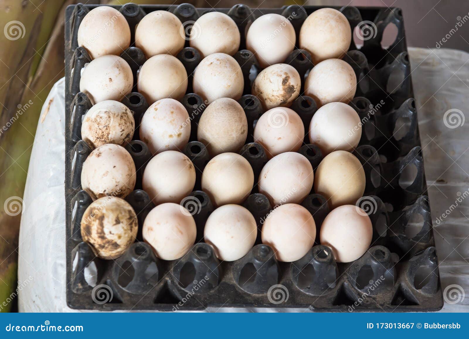 Fresh Duck Eggs in Egg Carton Tray.stack of Duck Eggs in Tray for Sale