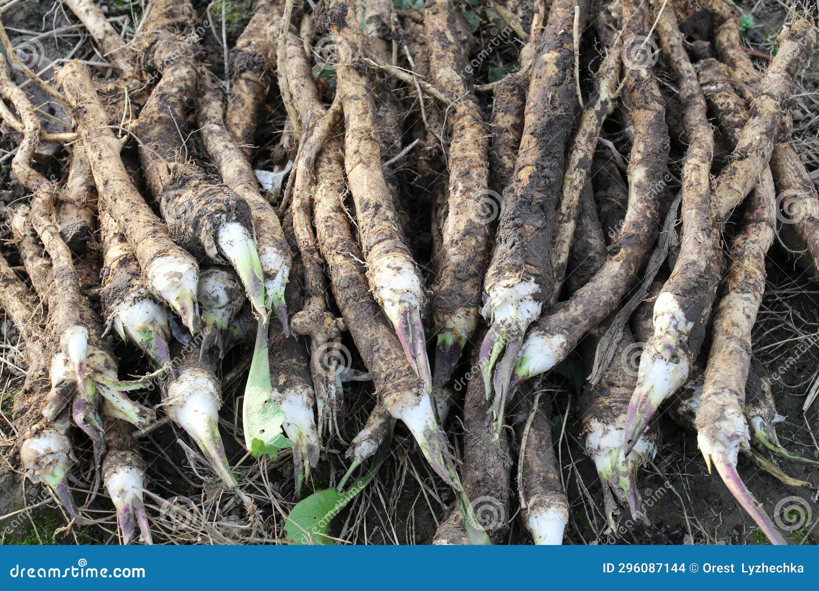 Fresh, Dug Horseradish Root Stock Photo Image of horseradish, organic