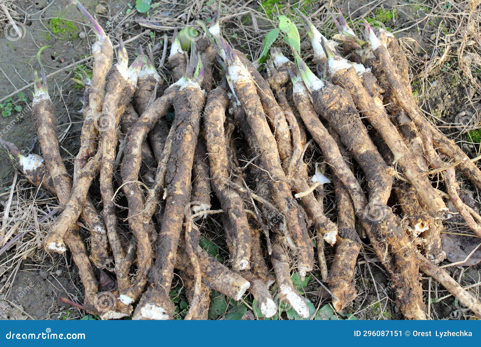 Fresh, Dug Horseradish Root Stock Image Image of root, vegetable