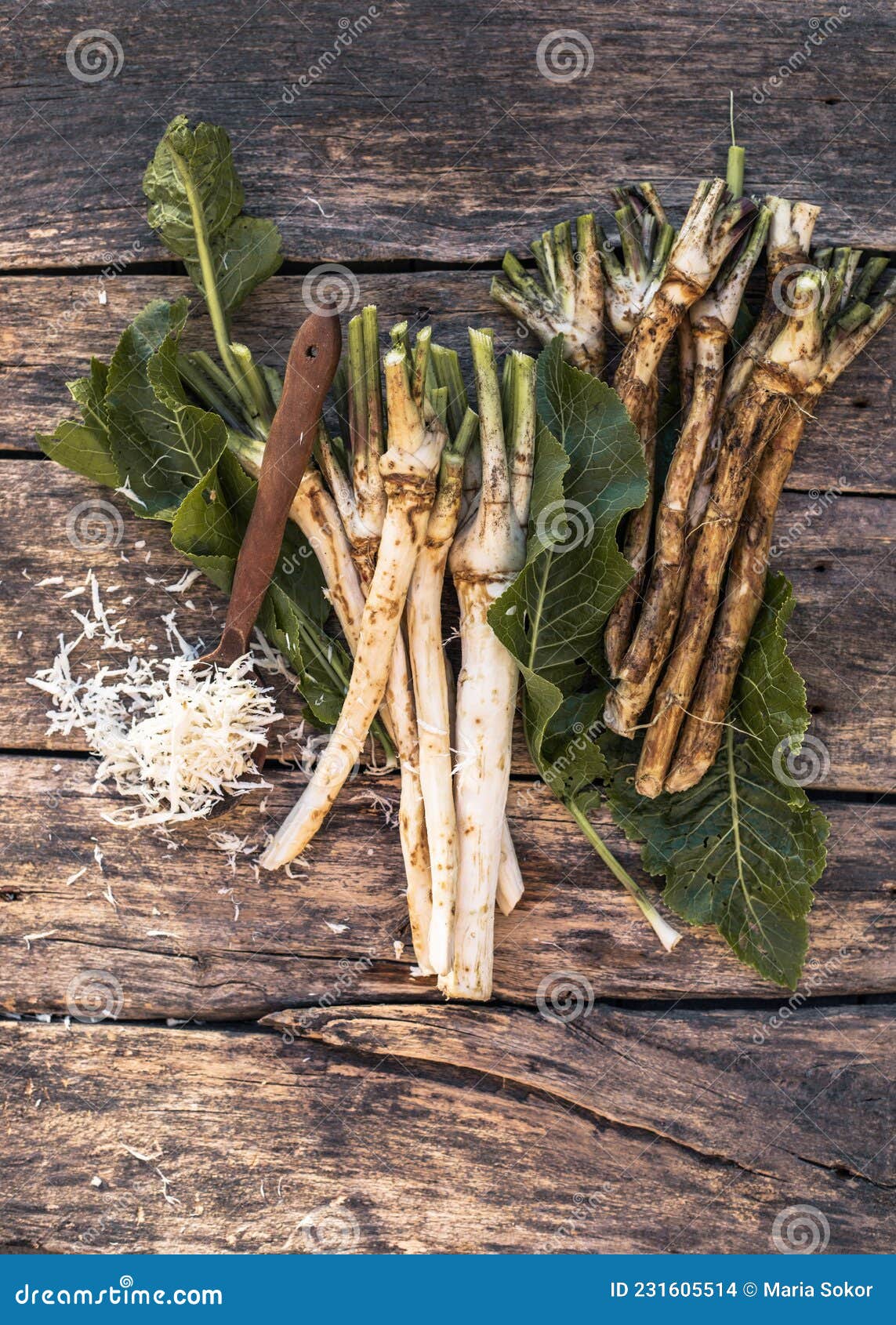 Fresh, Dugout Root Horseradish with Leaves on the Pile Stock Photo