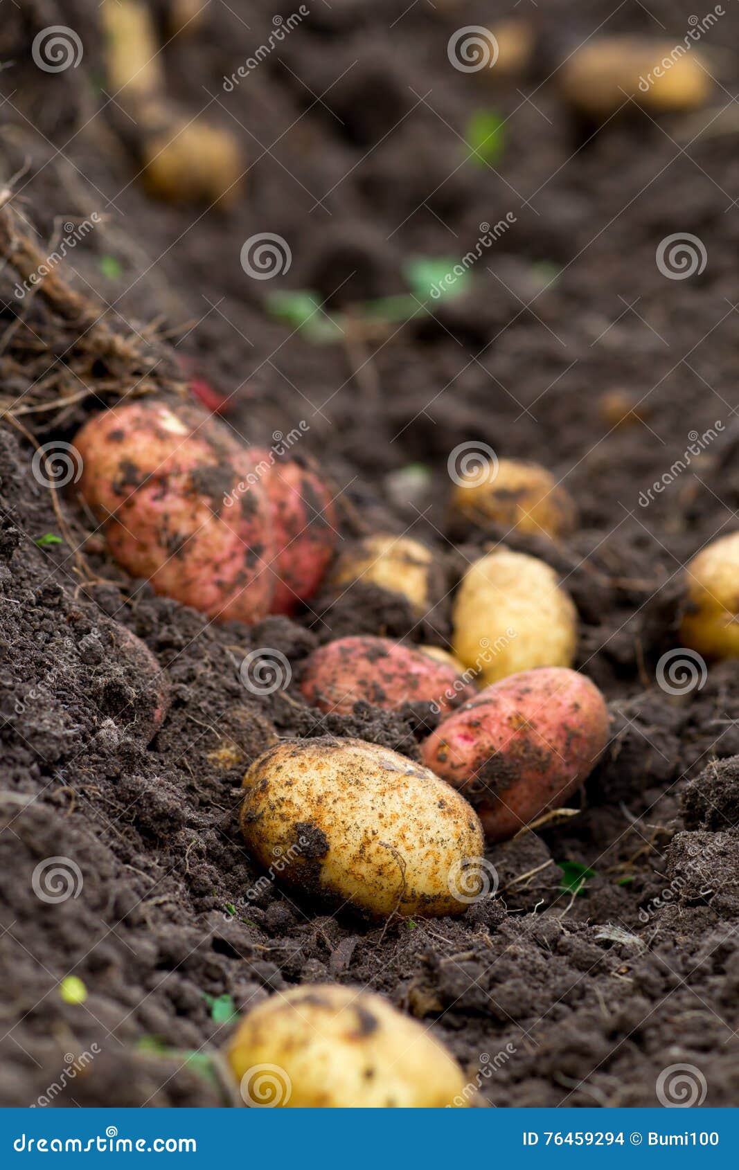 Fresh Dug Potatoes in the Garden in the Ground Stock Photo Image of