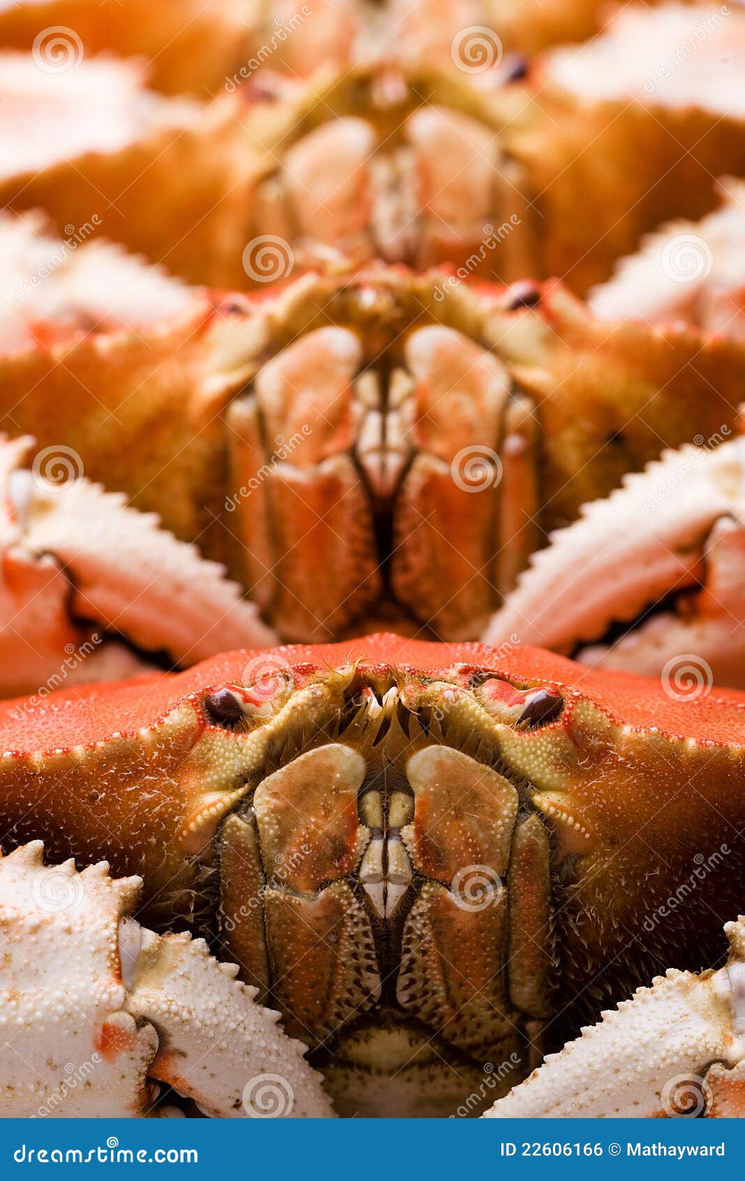 Fresh Dungeness Crab stock photo. Image of delicious 22606166
