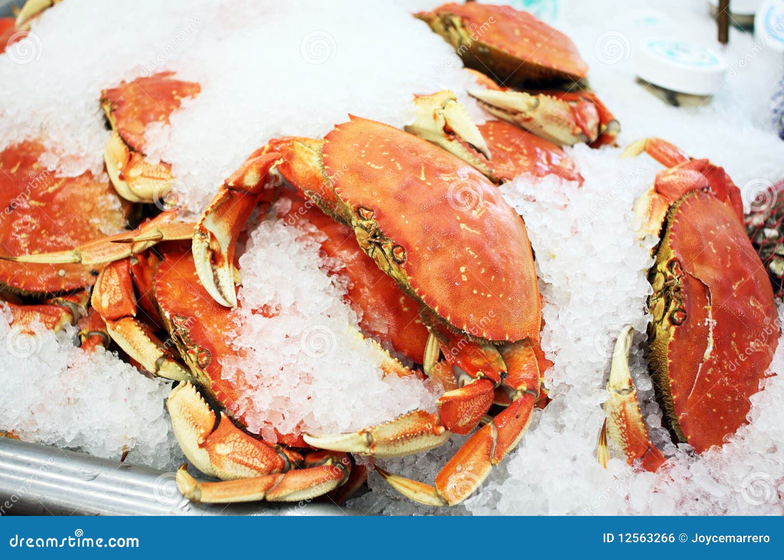 fresh dungeness crab on ice