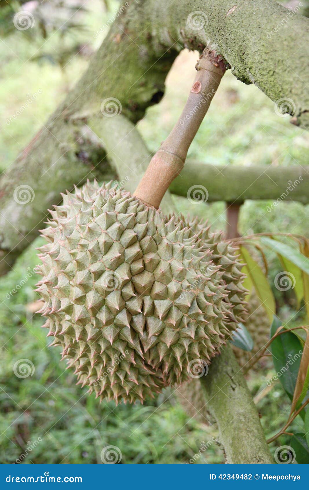 Fresh Durian Fruit on Trees. Stock Photo Image of foods, product