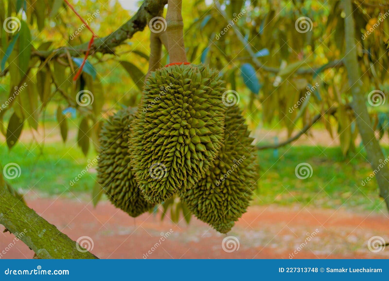 Fresh Durian Fruit From The Durian Garden For Sale In The Local Market