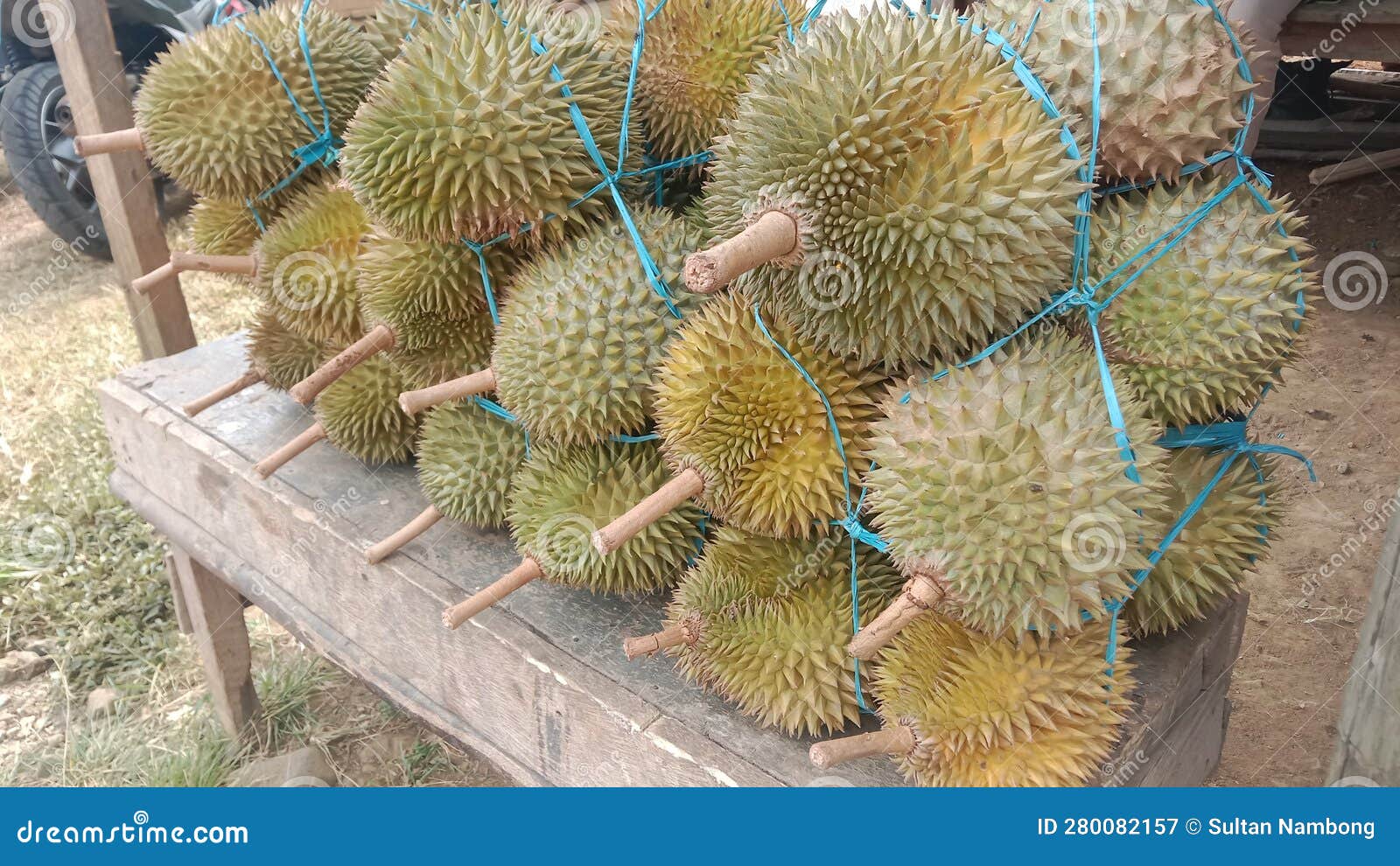 Fresh Durian Just Picked from the Tree. Stock Image Image of picked