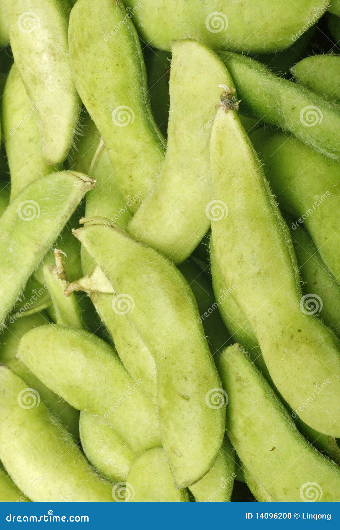 Fresh edamame stock photo. Image of fiber, close, background 14096200