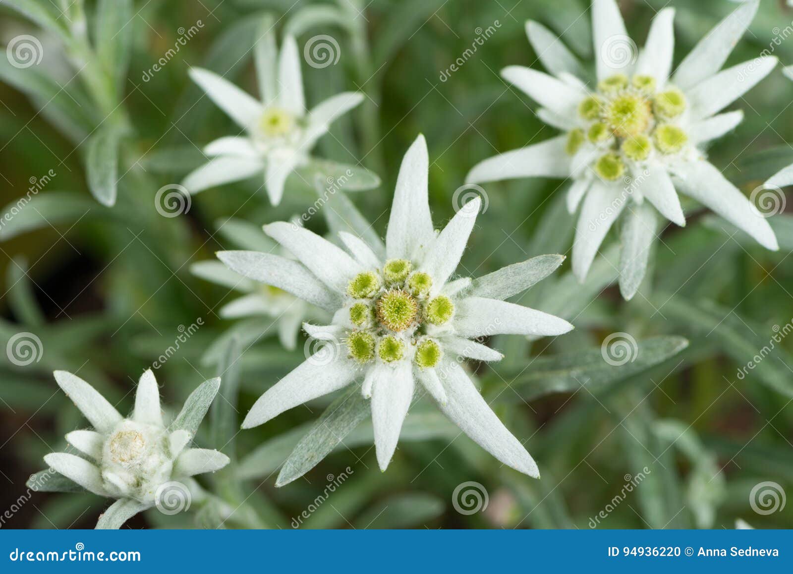 Fresh Edelweiss Flowers stock photo. Image of flower 94936220