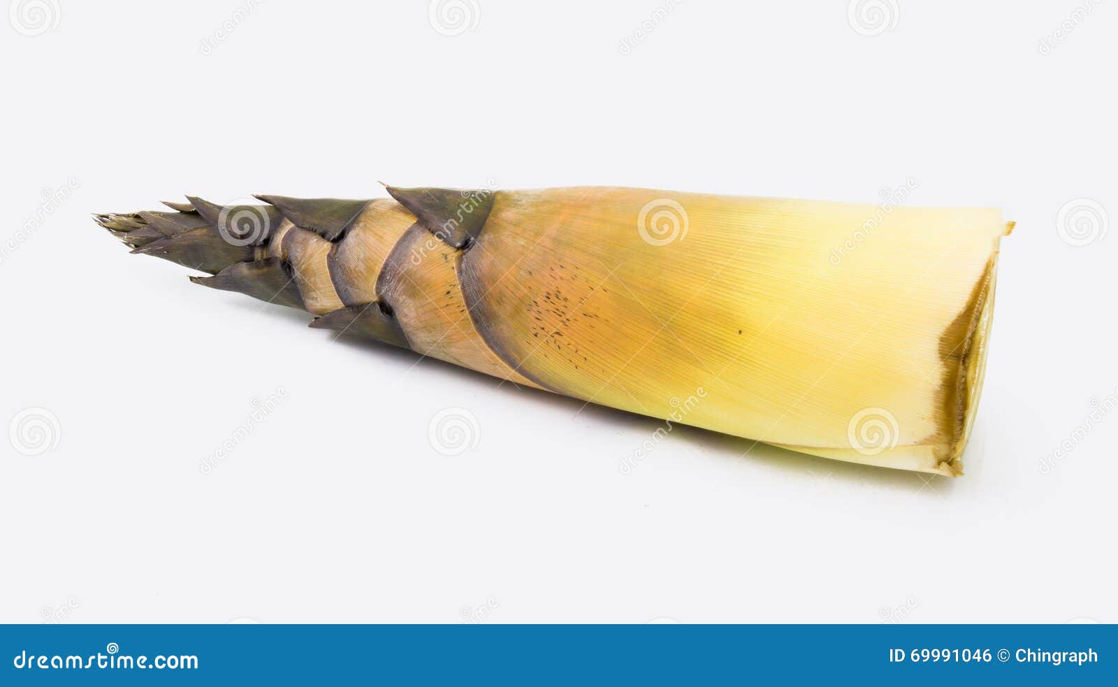 Fresh Edible Bamboo Shoot Isolated on White Background Stock Photo Image of delicious, food