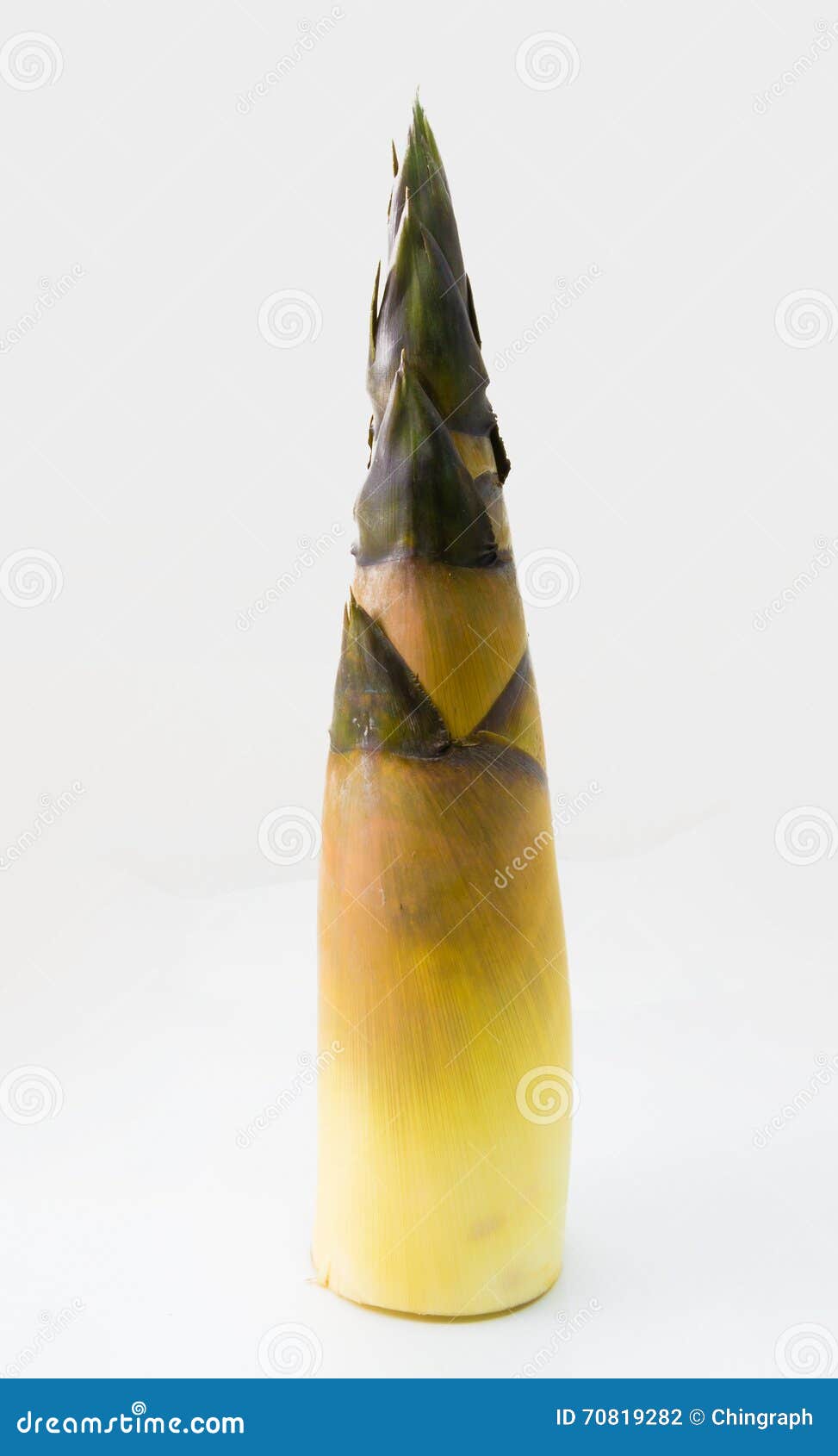 Fresh Edible Bamboo Shoot on White Background Stock Photo Image of