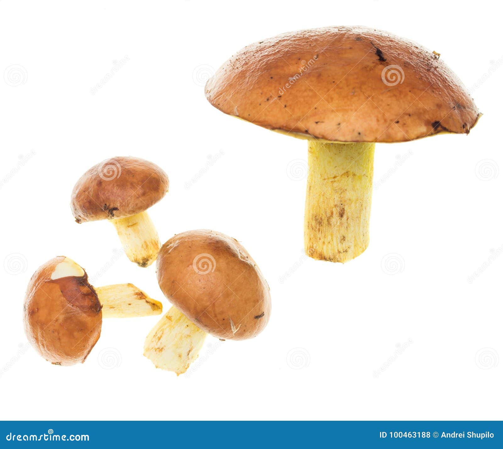 Fresh Edible Mushroom on a White Background Stock Photo Image of