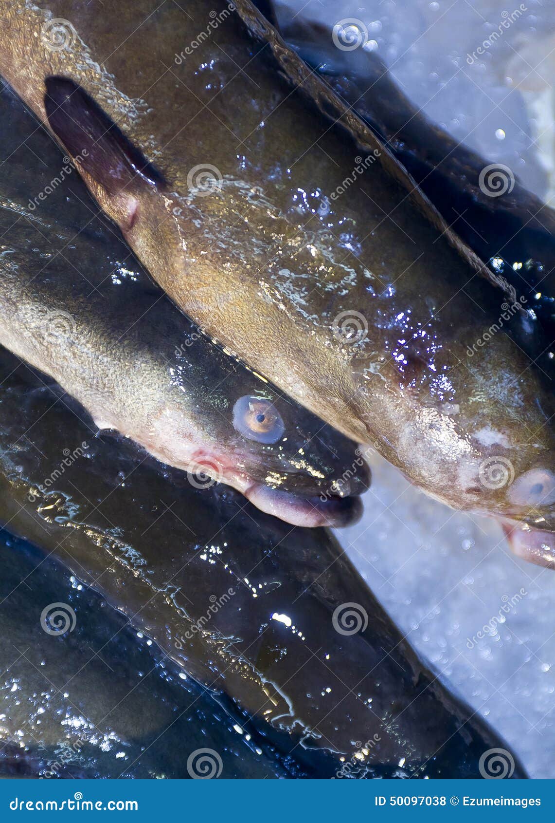 Fresh Eel stock photo. Image of asian, anguilla, river - 50097038