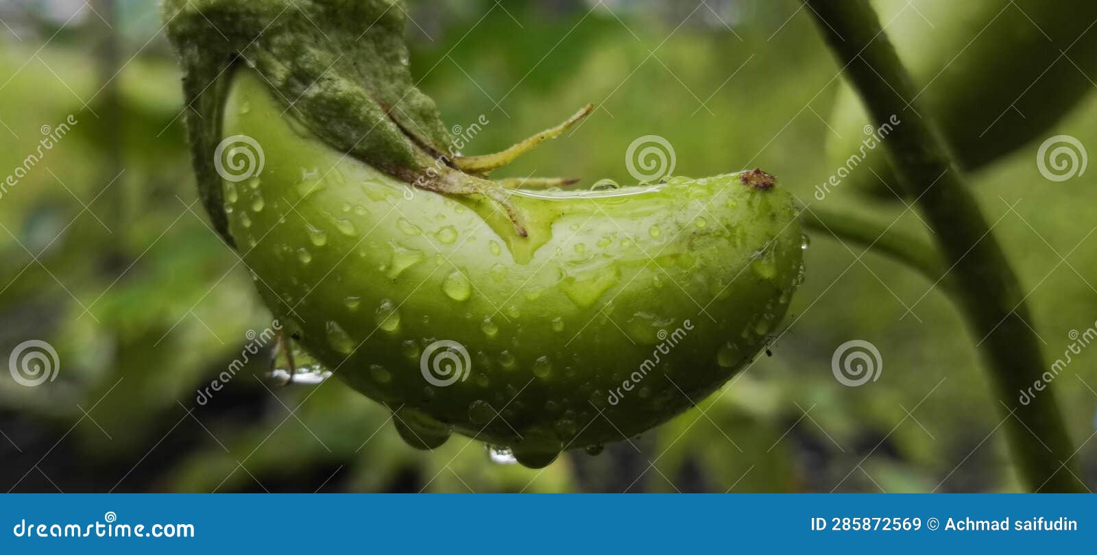 The Fresh Eggplant with Raindrops Stock Image Image of rain, plant