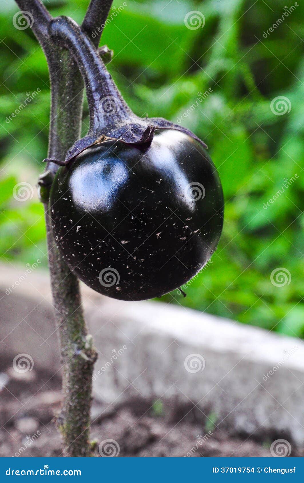 Fresh Eggplant on Vegetable Garden. Stock Photo Image of fruit, stack