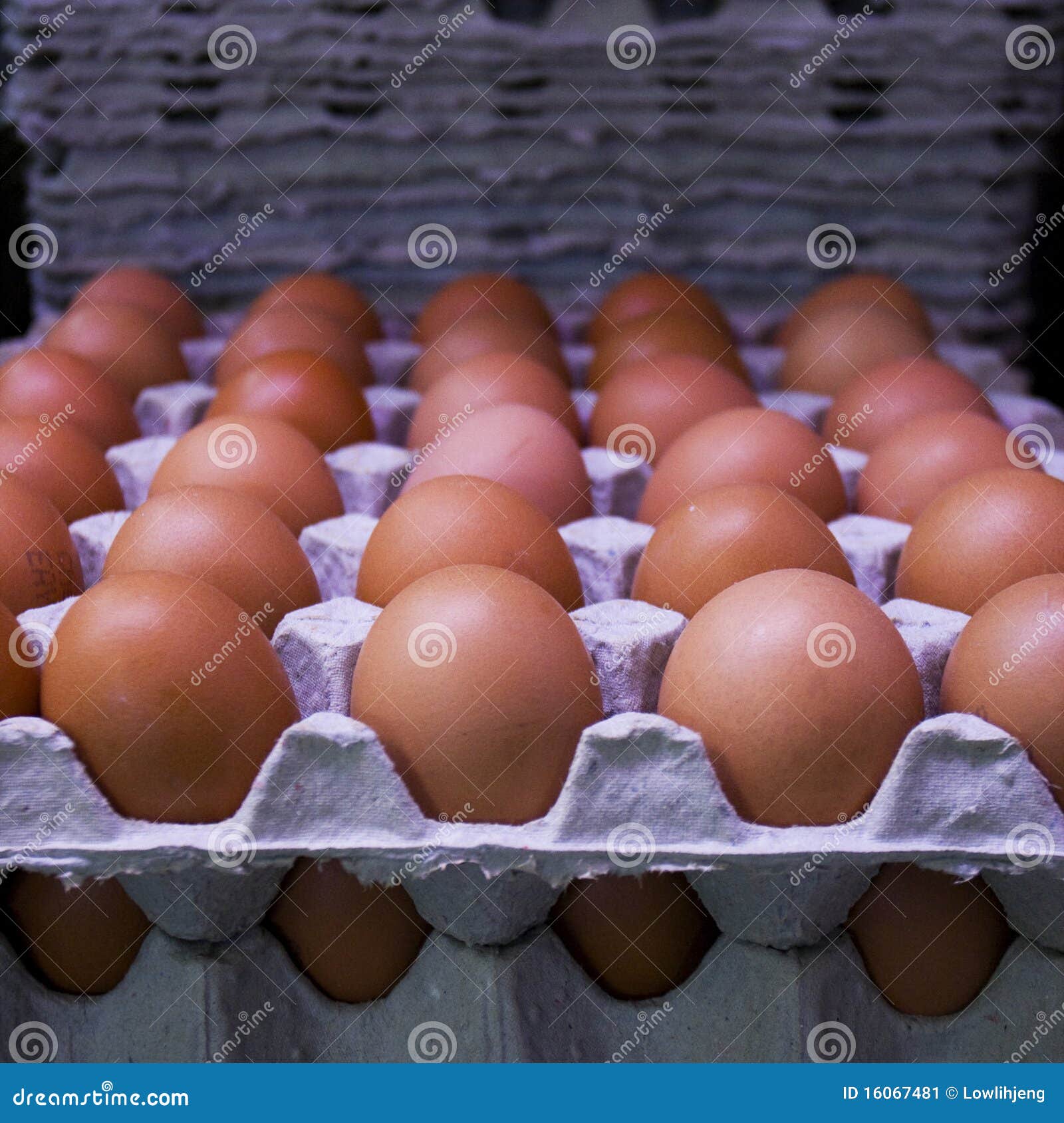 Fresh Eggs on Cardboard Trays Stock Image Image of chicken, eggs