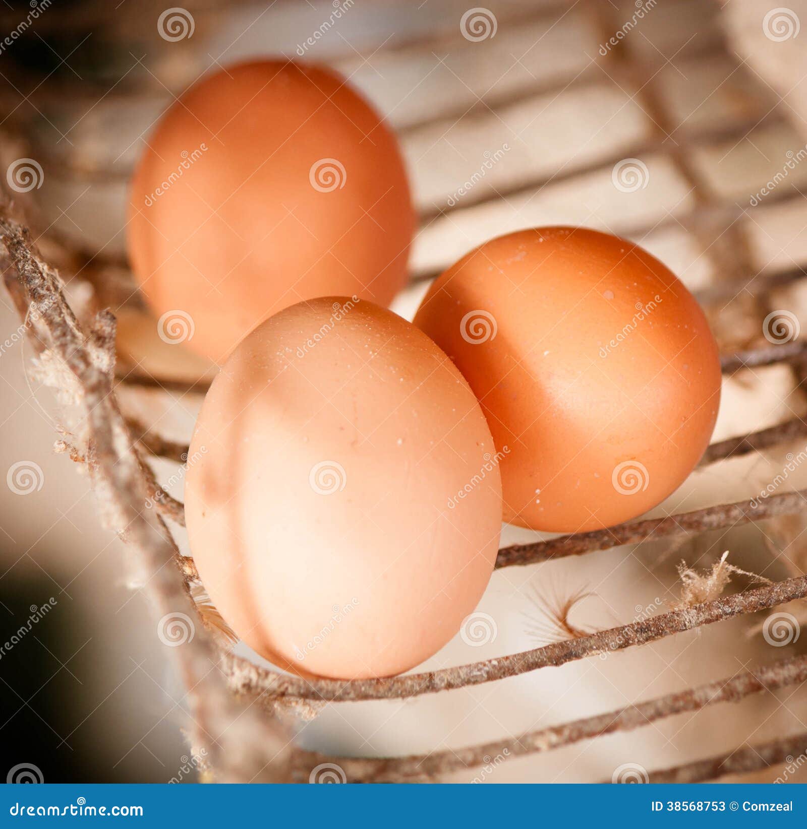 Fresh eggs from farm stock image. Image of life, poultry 38568753