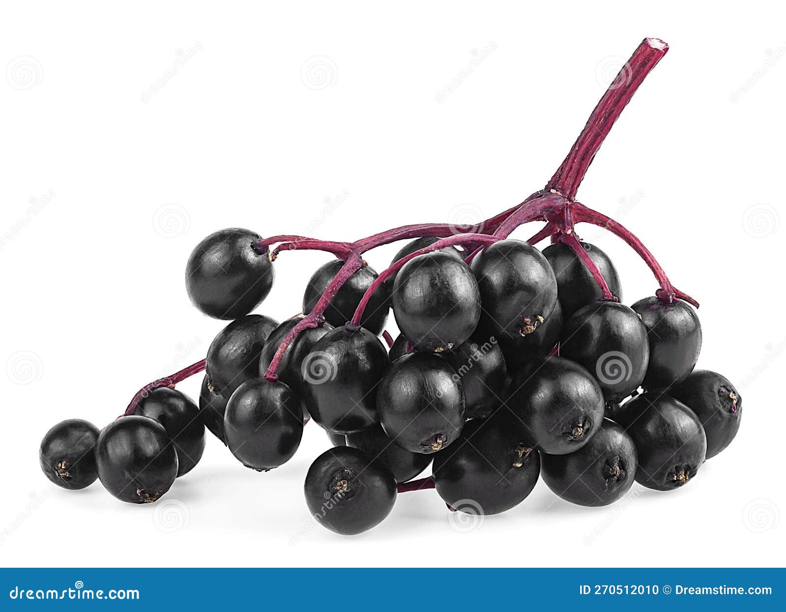 Fresh Elderberry Berries on Branch, Isolated on White Background