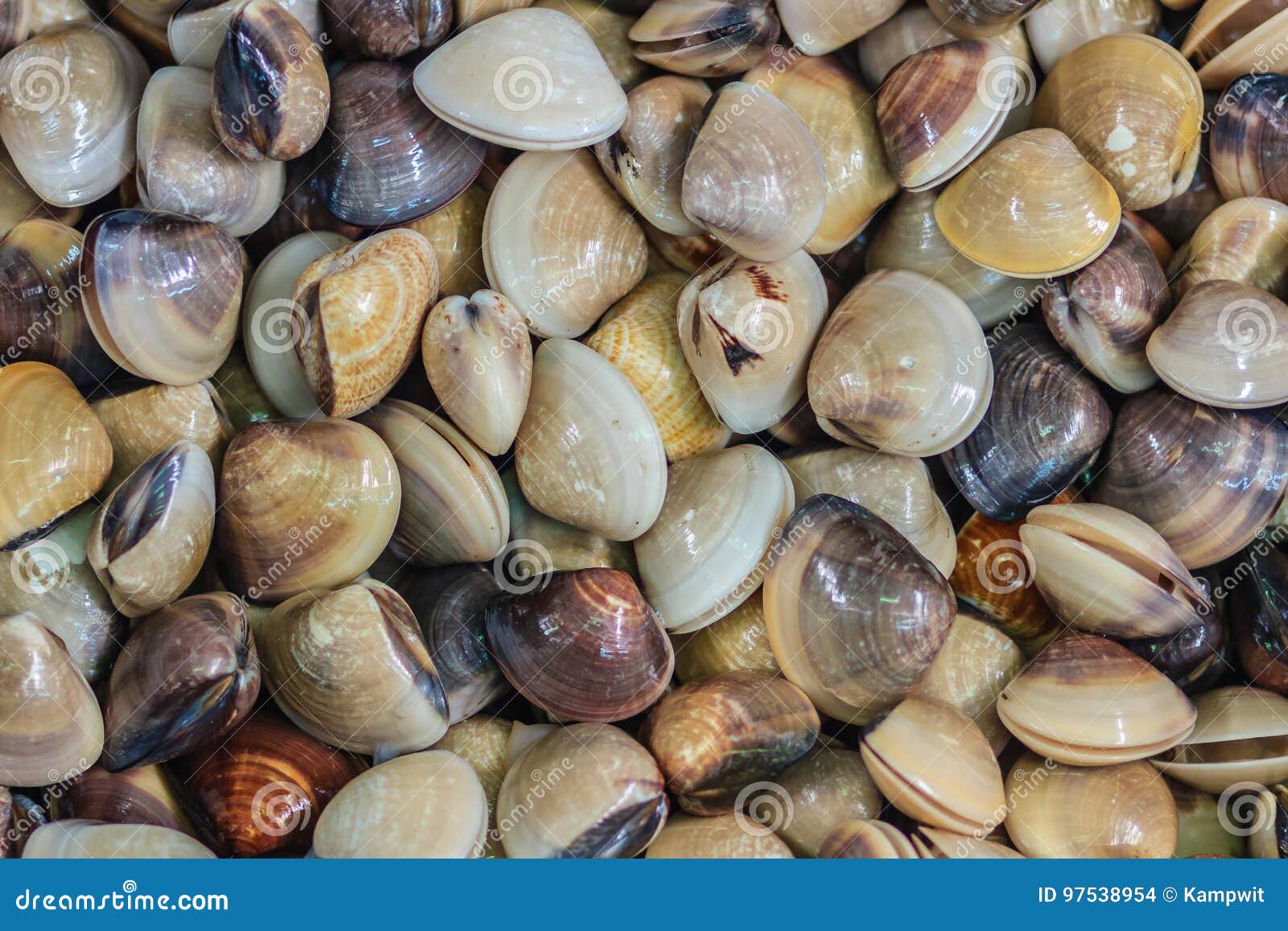 fresh enamel venus shell (meretrix lyrata) for sale at the seafood market. meretrix is a genus of edible saltwater clams, marine