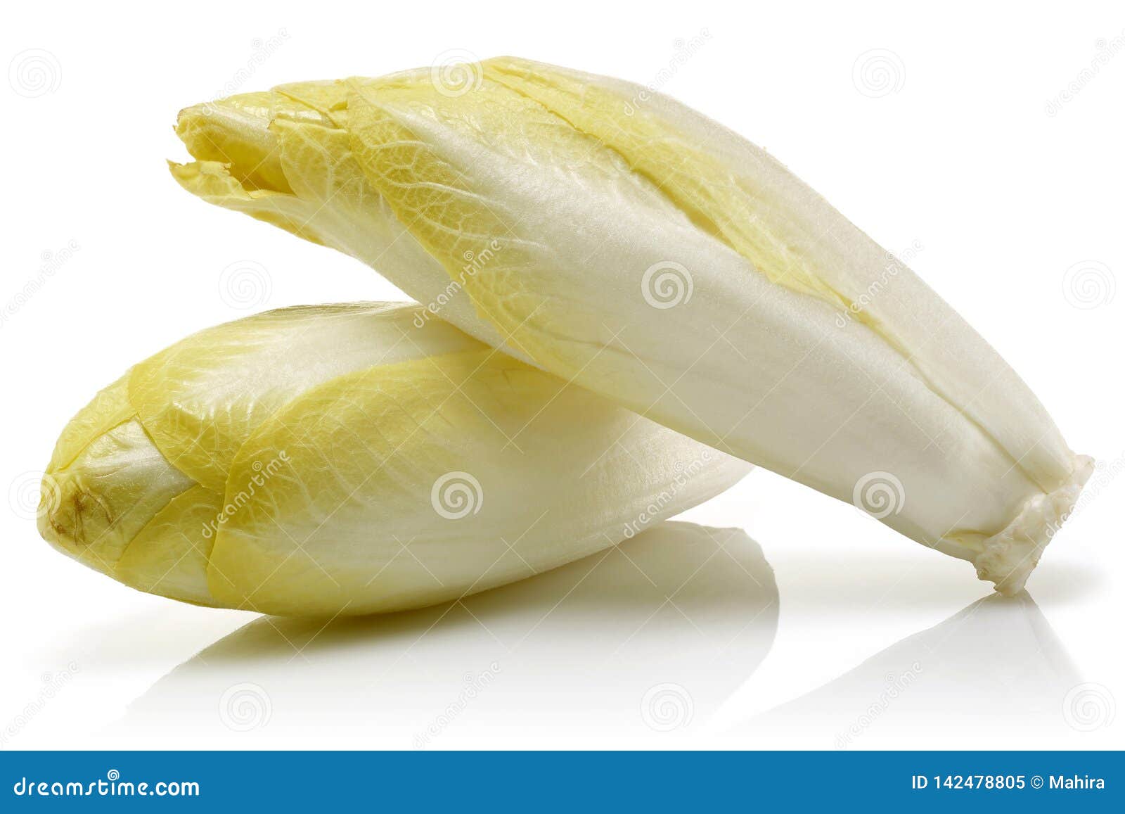 Fresh Endive Isolated on White Stock Image Image of harvest