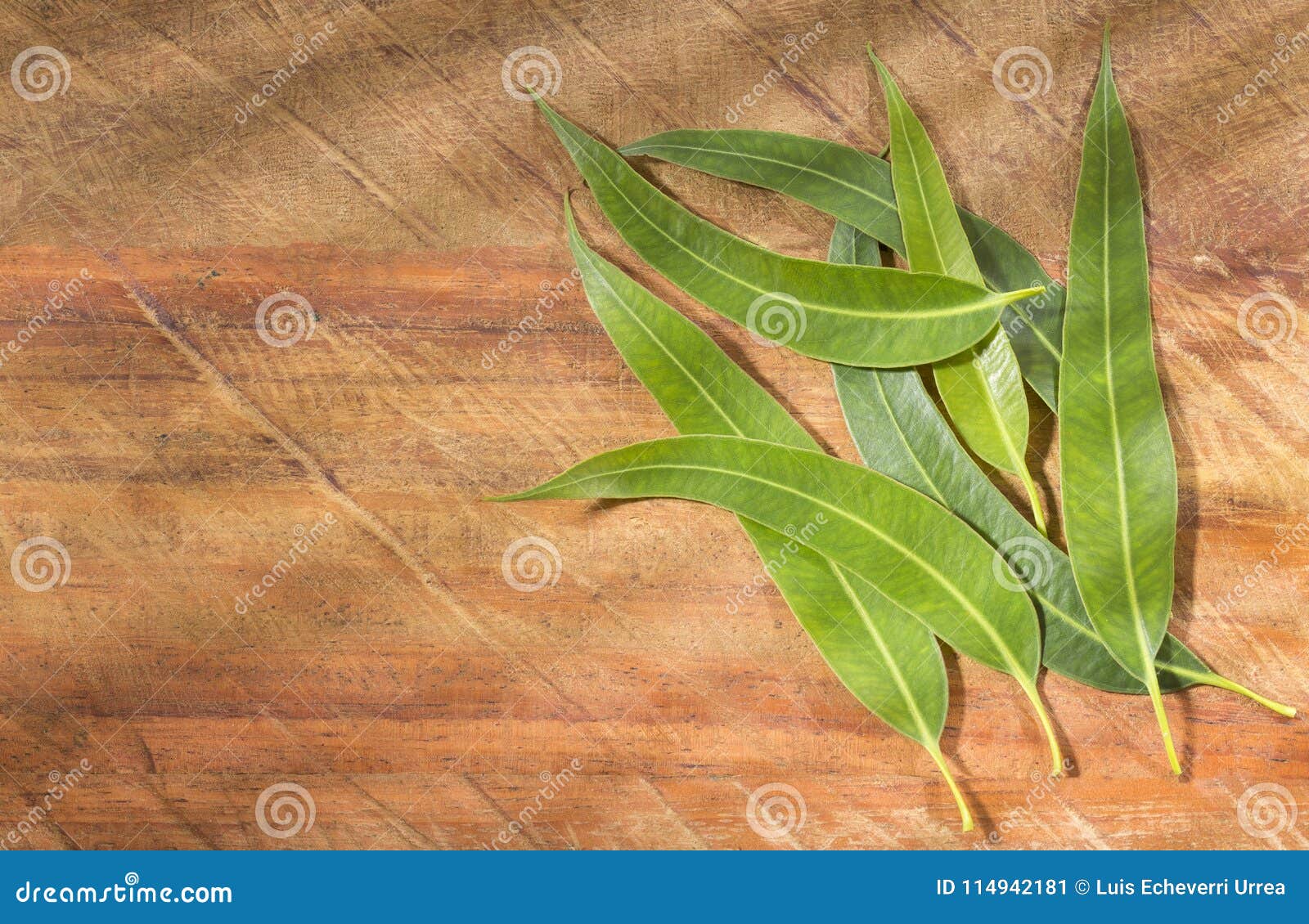 fresh eucalyptus leaves - eucalyptus globulus
