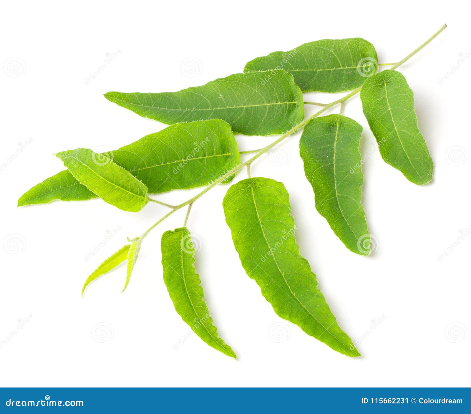 Fresh Eucalyptus Leaves Isolated on White Stock Image Image of branch