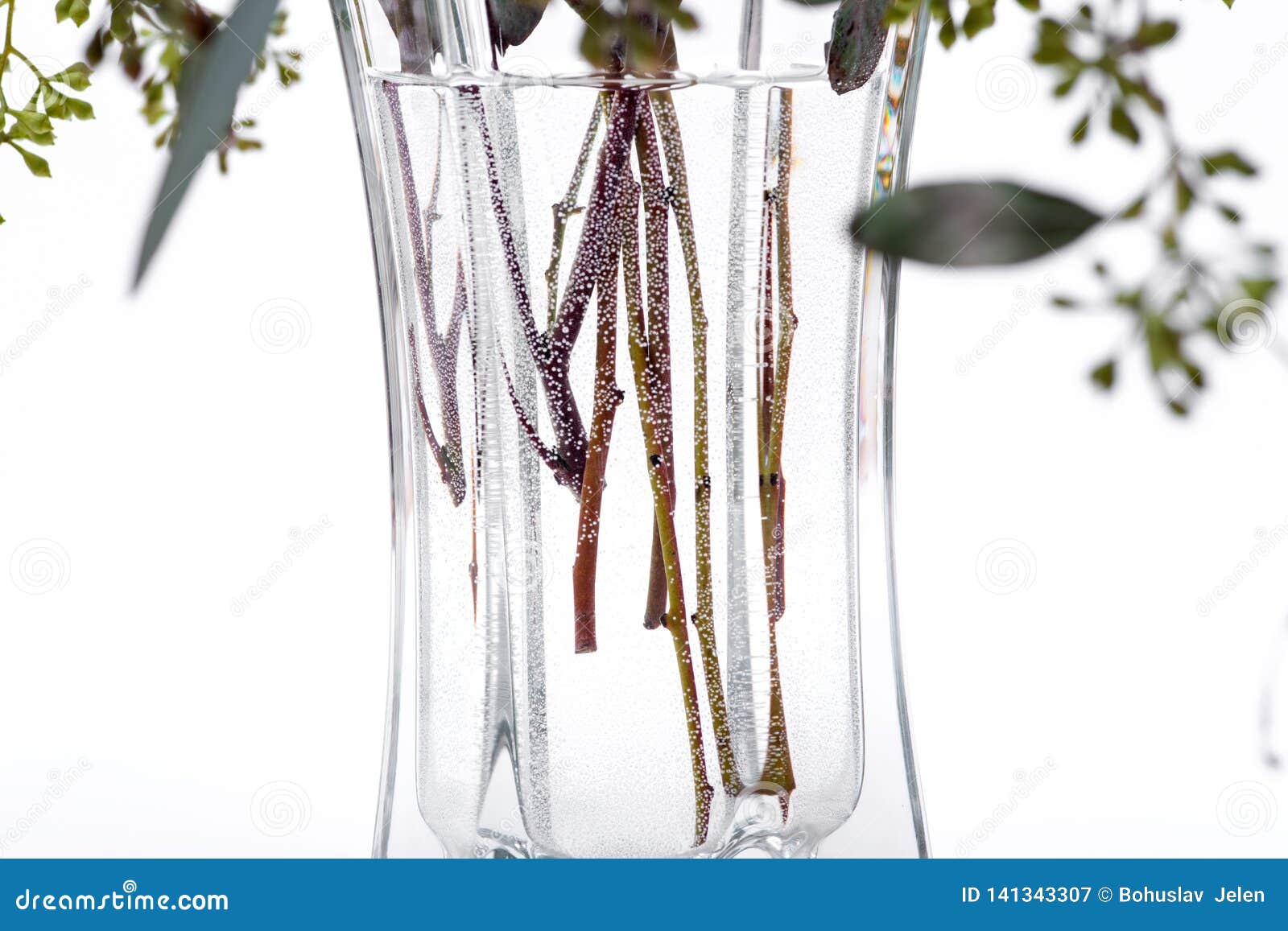 Fresh Eucalyptus Stems in Clear Glass Vase Isolated on White Stock Image Image of branch
