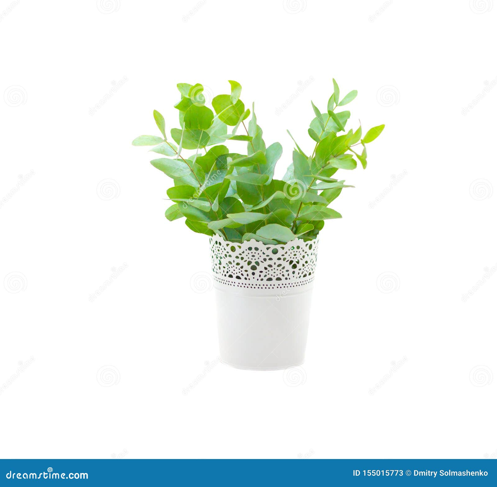 Fresh Eucalyptus in White Vase Isolated on White Background Stock Image Image of decor, garden