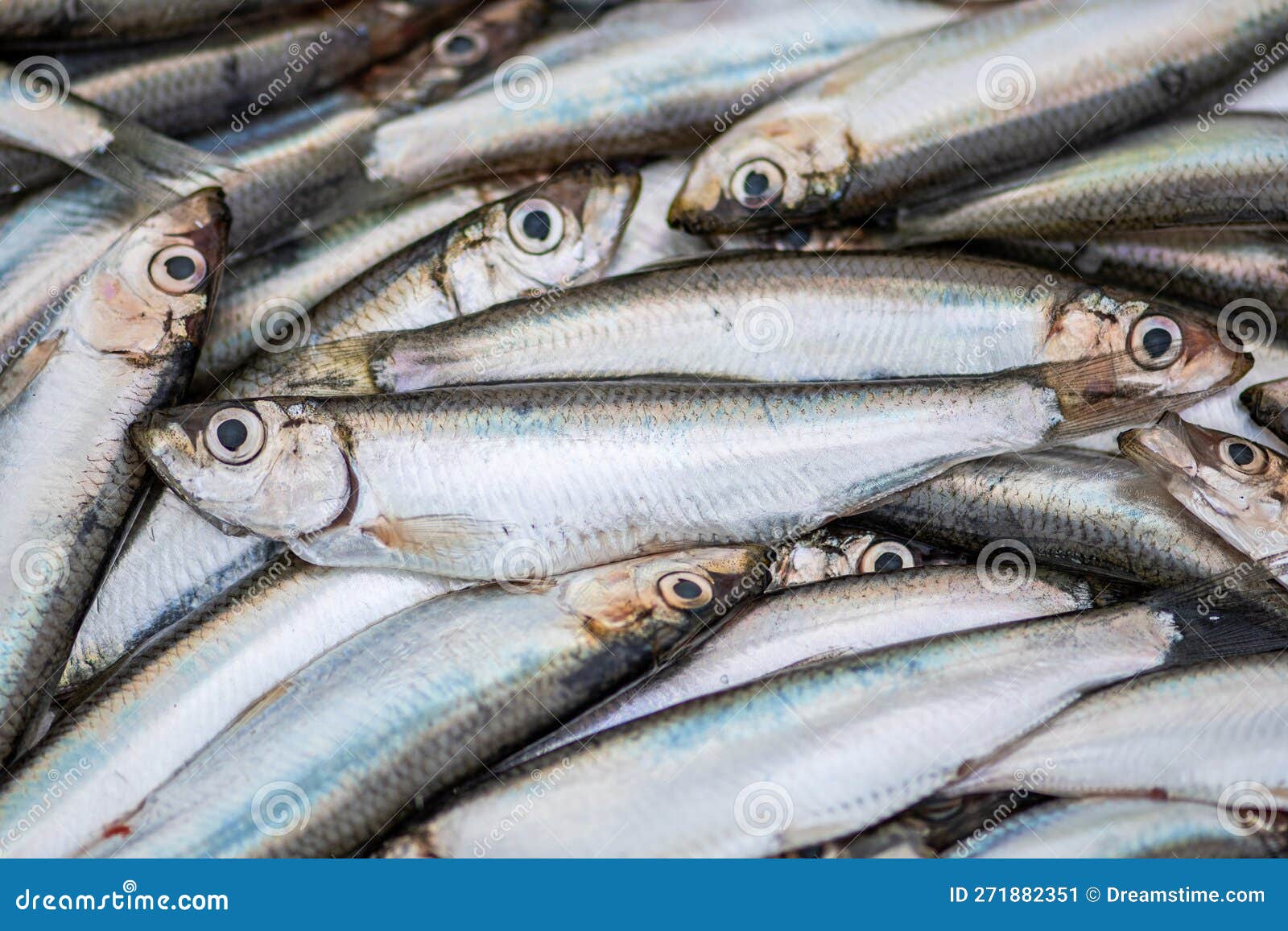 Fresh European Sprats Fish, Known As Bristling, Brisling, Garvie