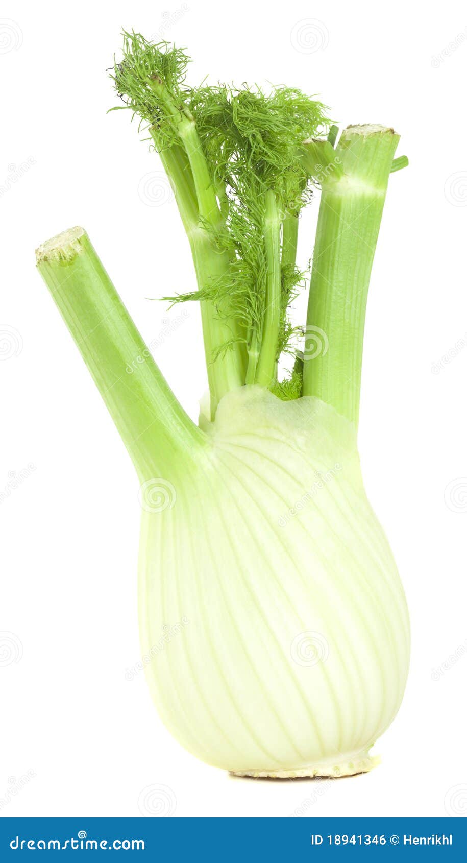 Fresh fennel bulb stock photo. Image of nourishment, edible 18941346
