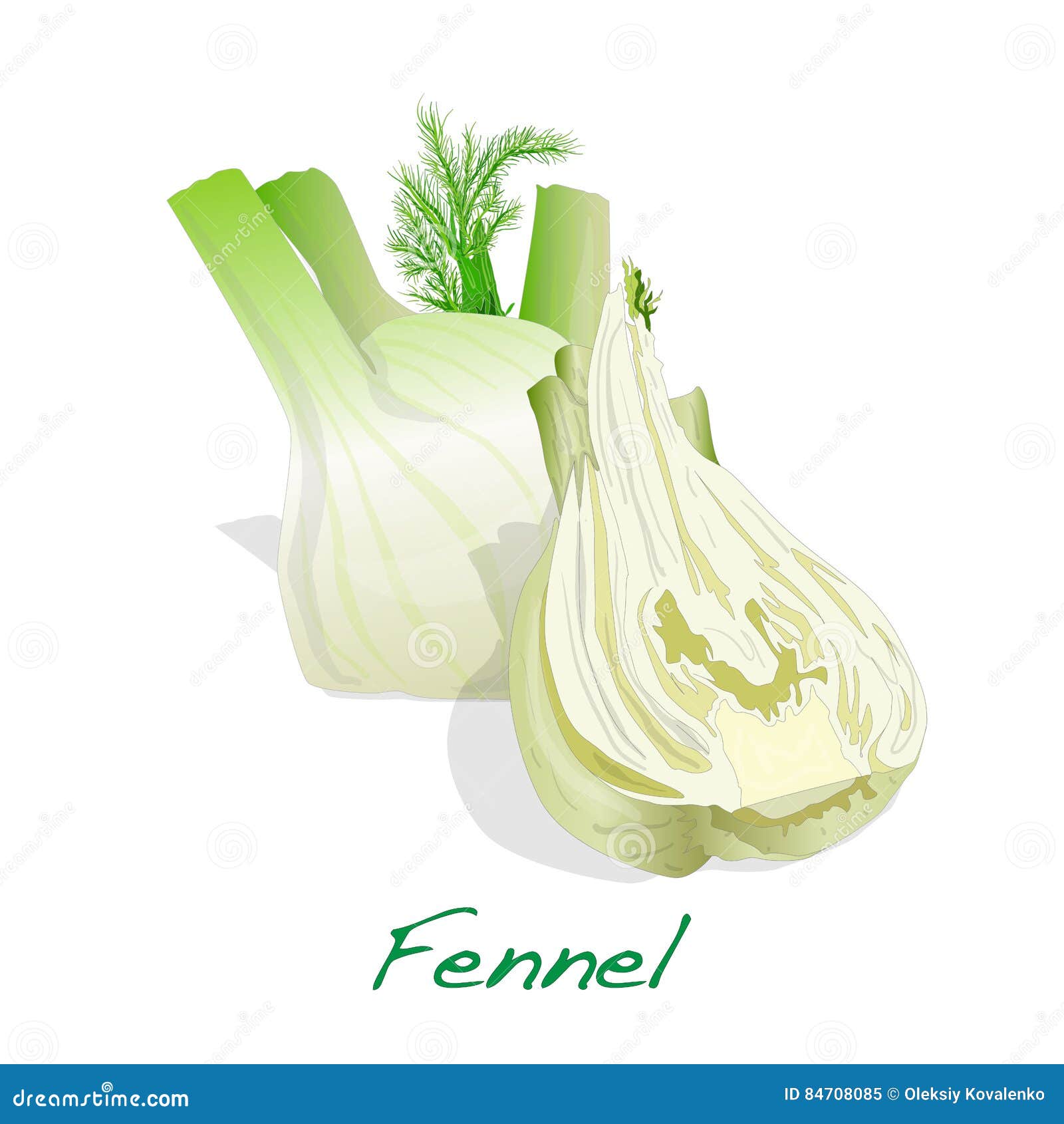 Fresh Fennel Bulb Isolated On White Background Close Up Stock Vector
