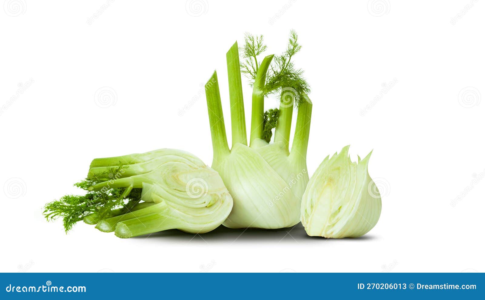 Fresh Fennel Bulb Isolated on White Background Stock Image Image of