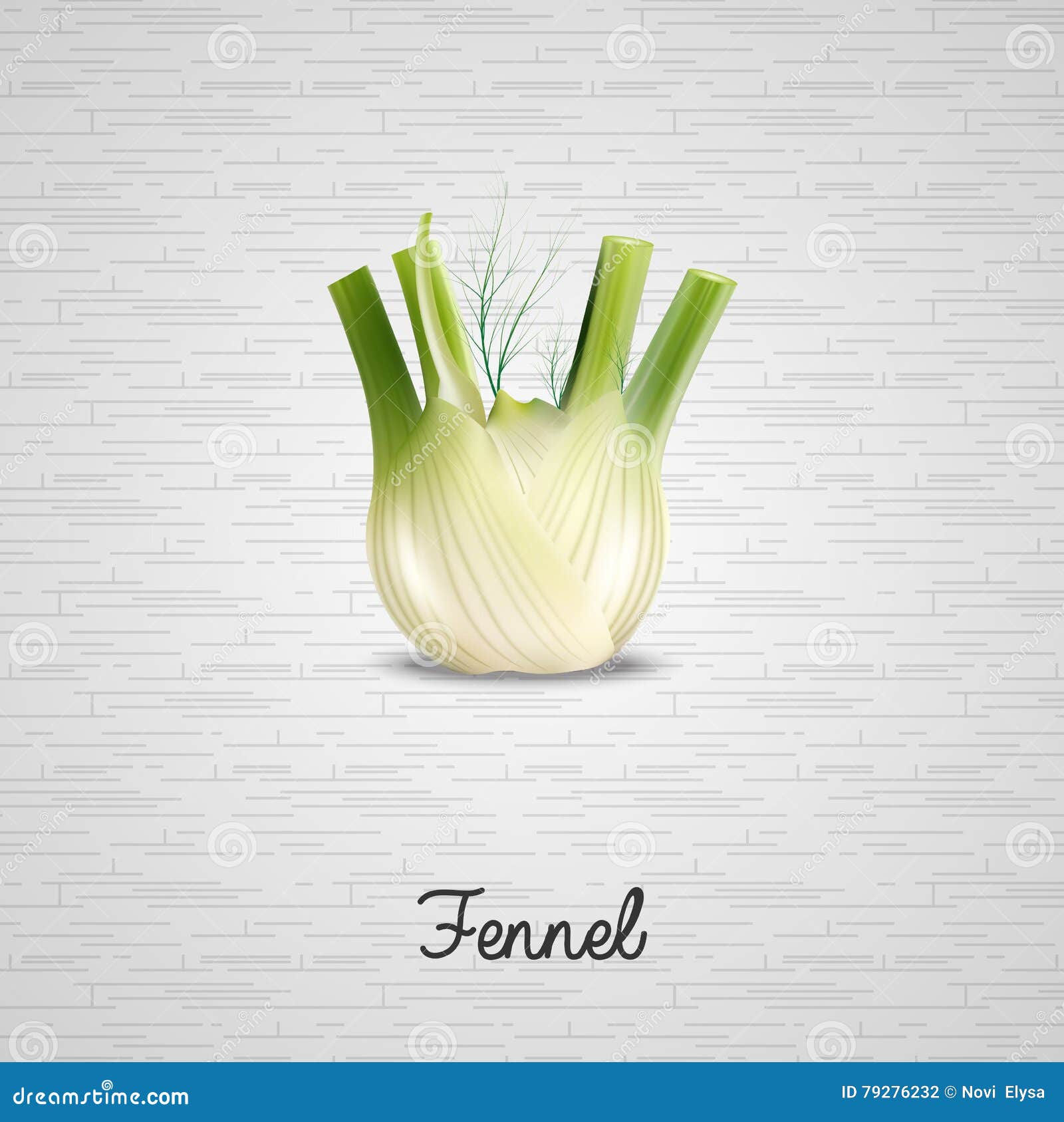 Fresh fennel illustration stock vector. Illustration of graphic 79276232