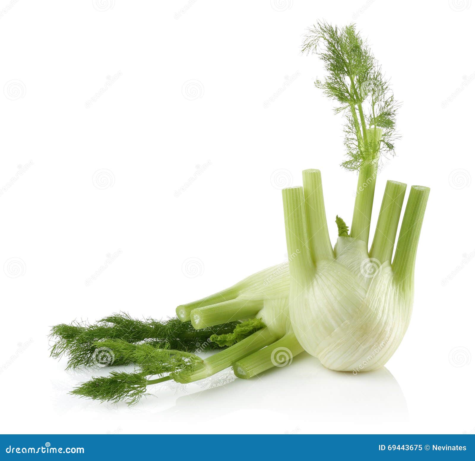 Fresh Fennel stock image. Image of eating, bulb, frilly 69443675