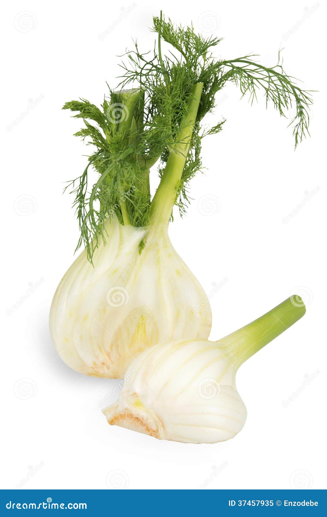 Fresh fennel stock image. Image of white, isolated, food 37457935