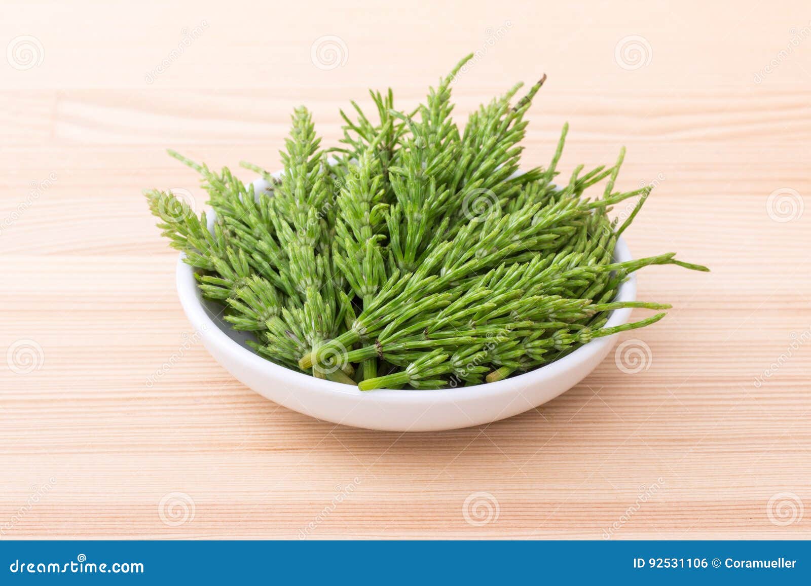 Fresh field horsetail stock photo. Image of herb, natural 92531106