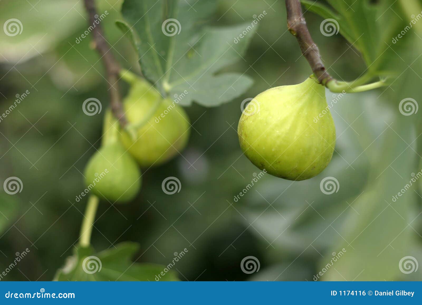 Fig Fresh Figs And Sliced Fig Fruits Closeup Showing Texture Stock