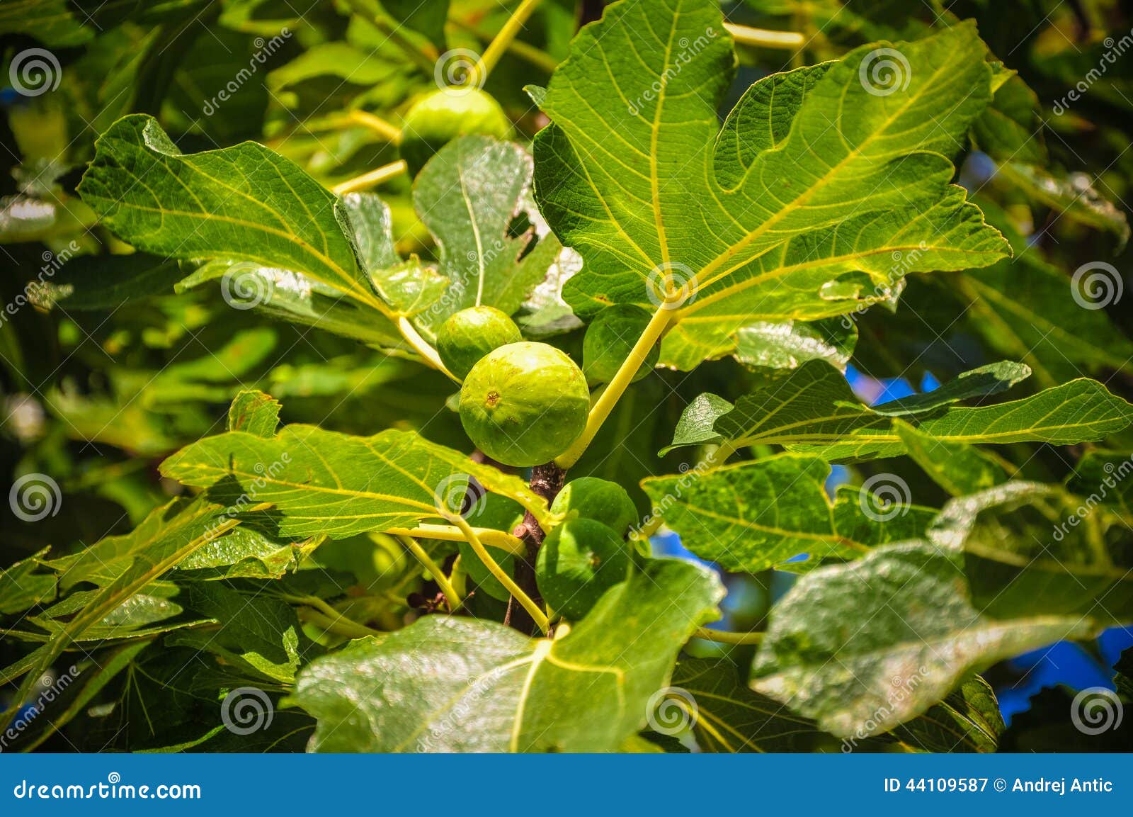 Fresh figs stock image. Image of organic, market, ingredient 44109587
