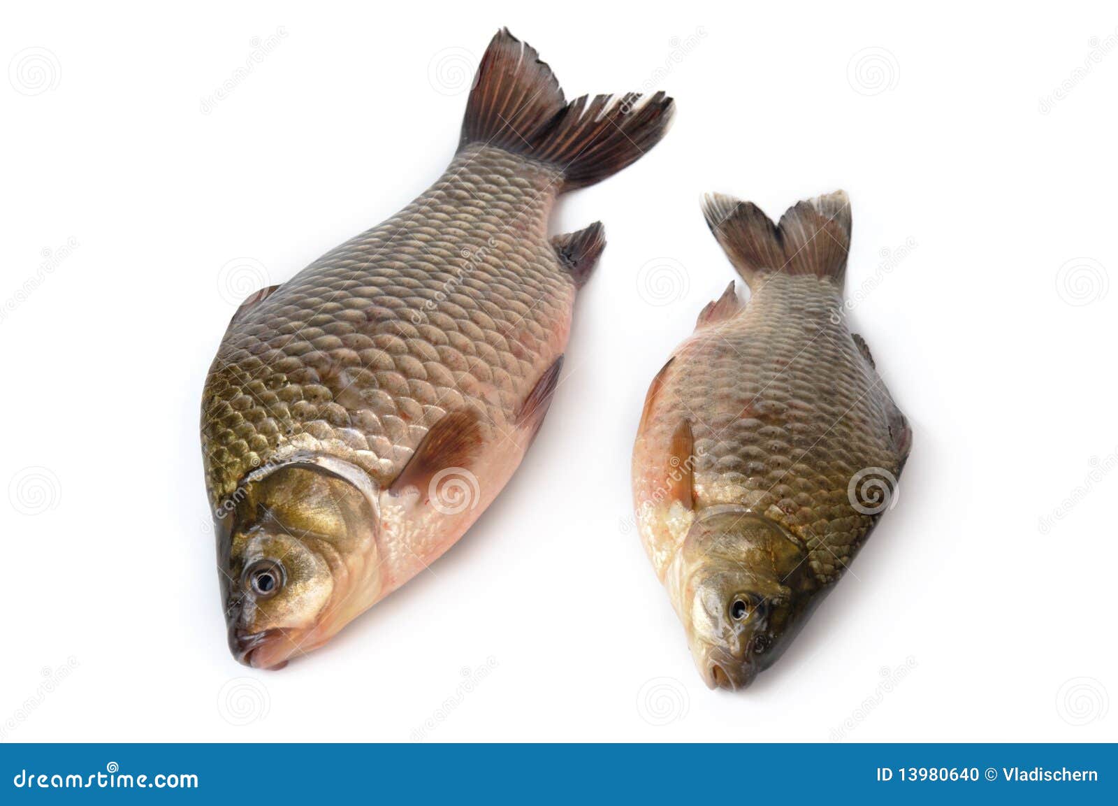 Fresh fish stock photo. Image of gill, white, seafood 13980640